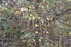 Bauhinia malabarica
